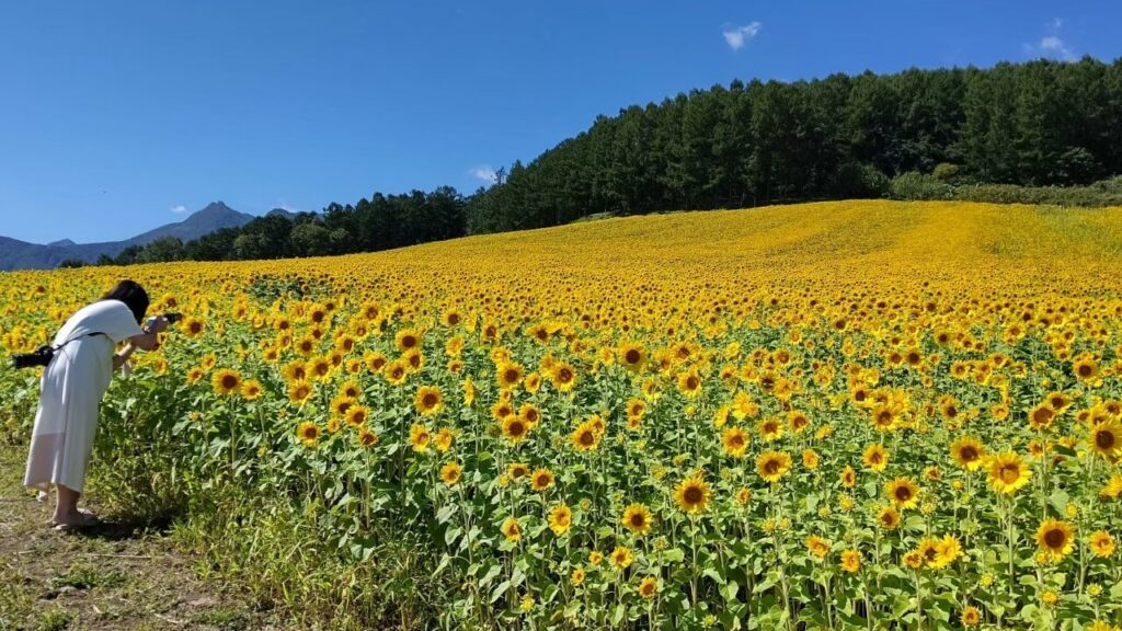 ひまわり撮影中