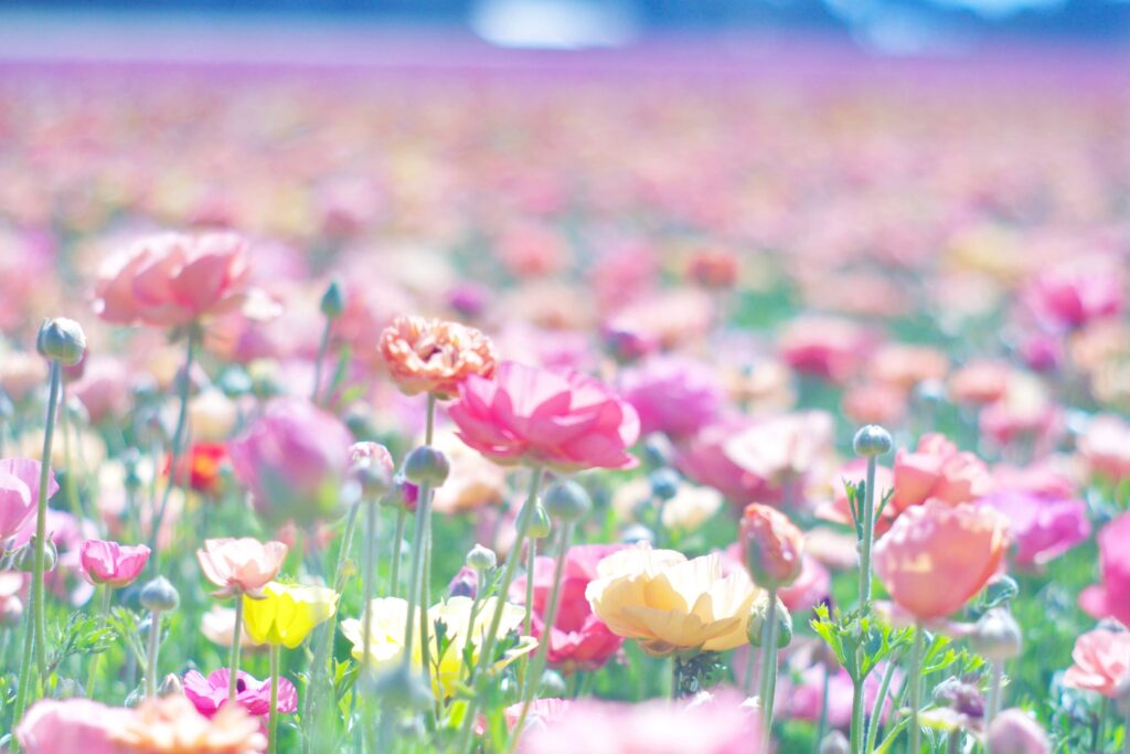 フラワーフィールズの花畑