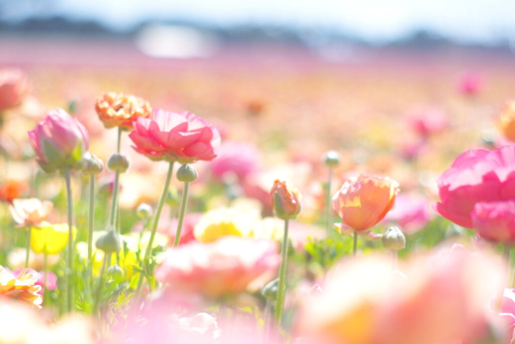 フラワーフィールズの花畑