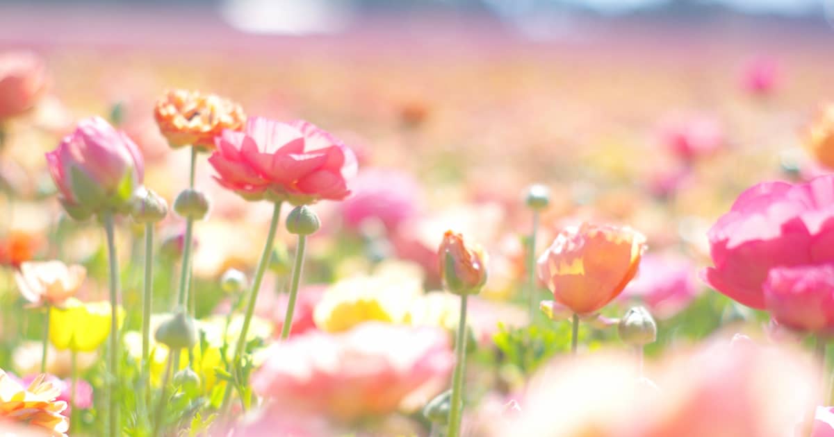 フラワーフィールズの花畑アイキャッチ