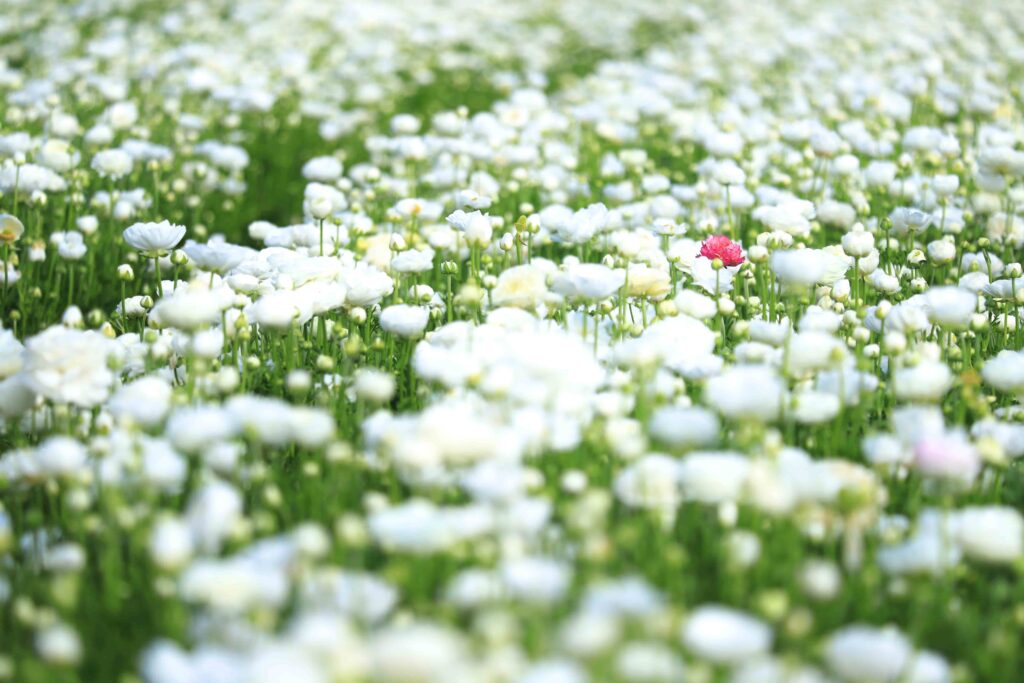 フラワーフィールズの花畑