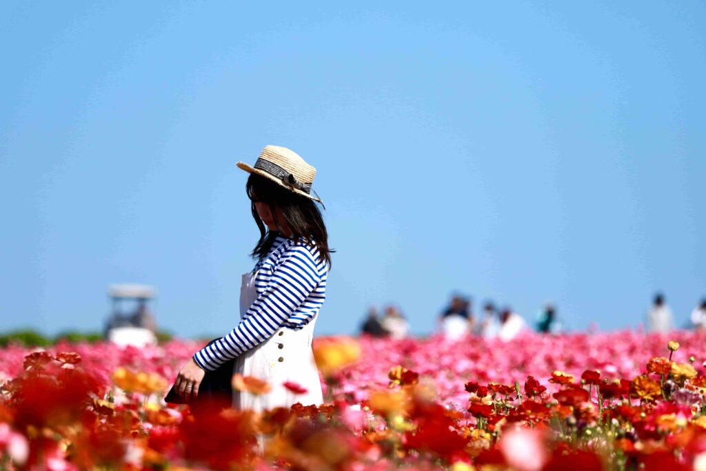 フラワーフィールズの花畑