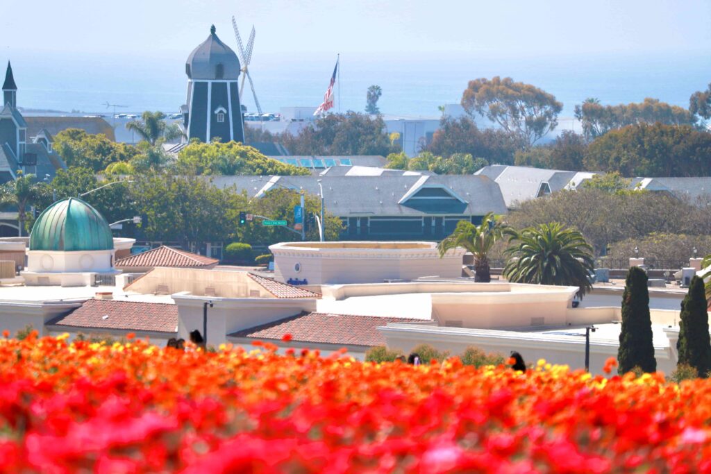 西海岸の海と花畑