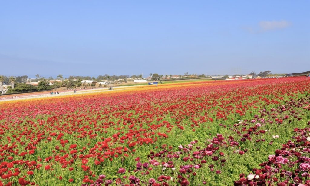 カラーブロックの花畑