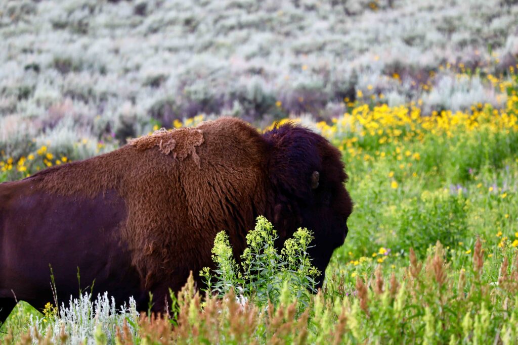 yellowstone national park バイソン