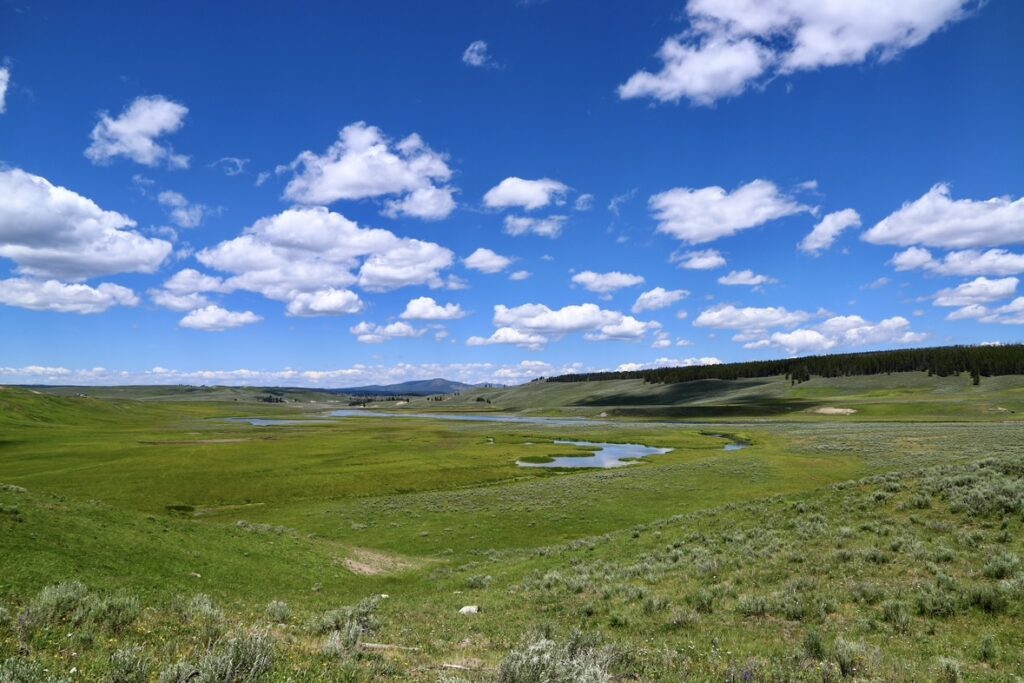 Yellowstone Hayden Valley